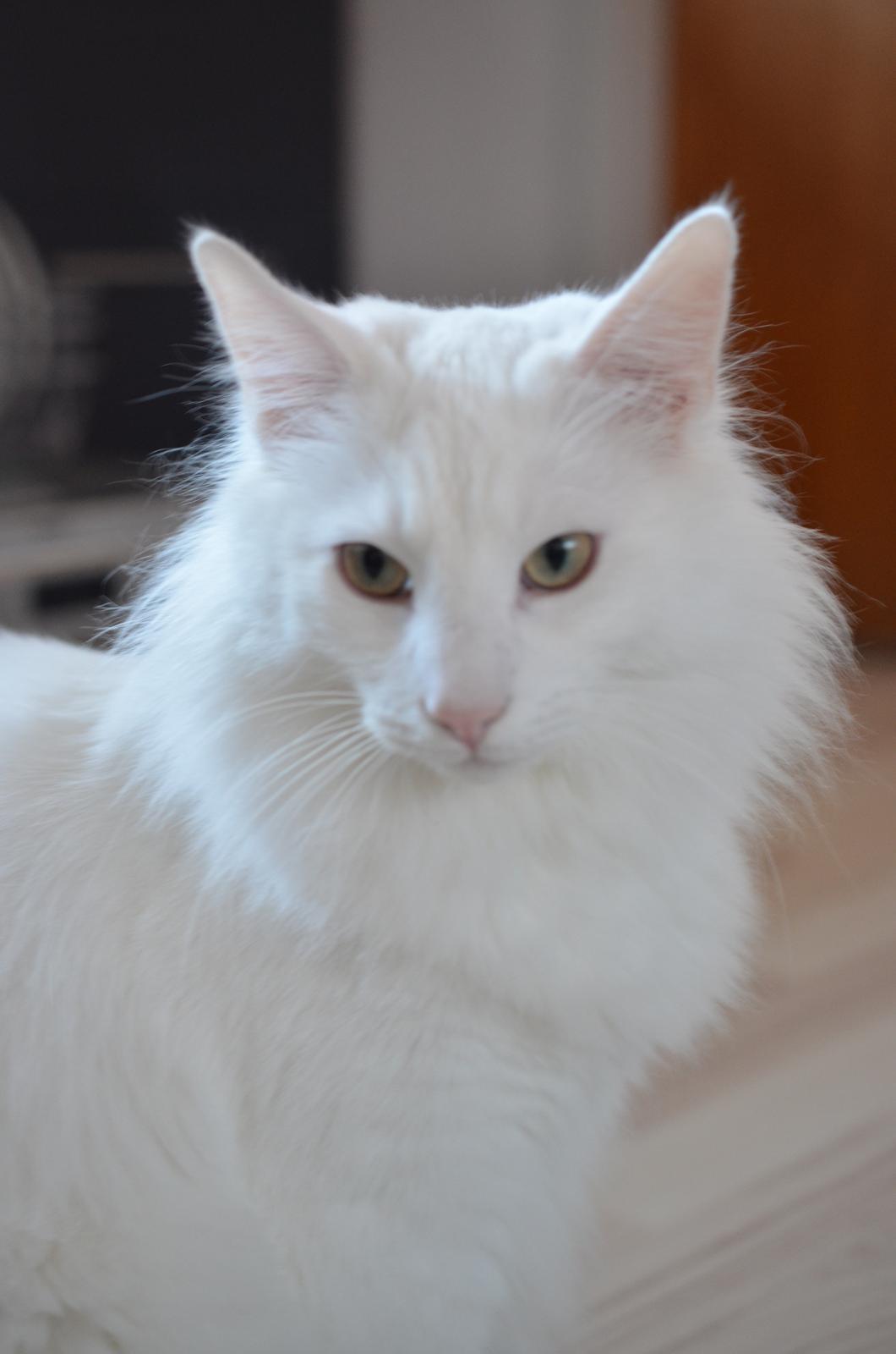 Norsk Skovkat Prinsen billede 4