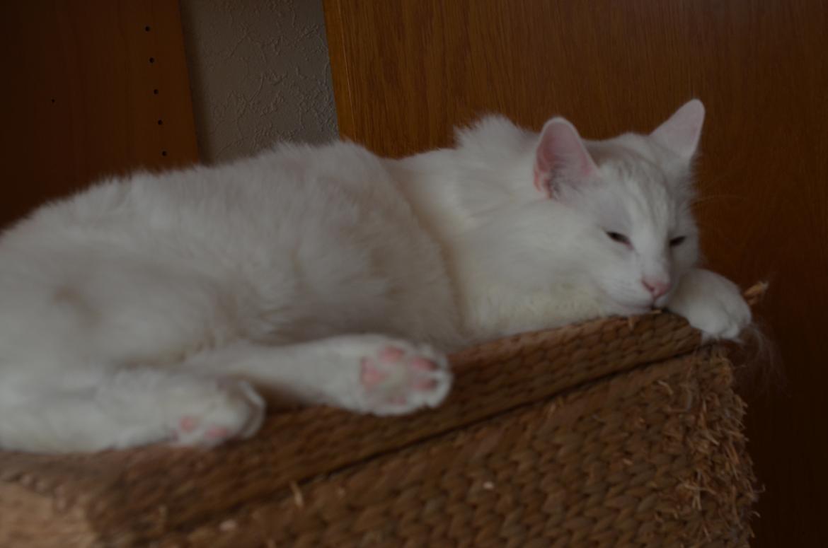 Norsk Skovkat Prinsen billede 5