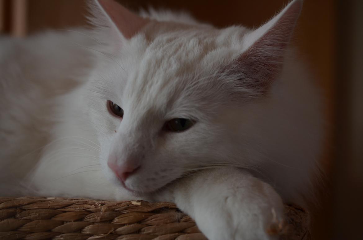 Norsk Skovkat Prinsen billede 6