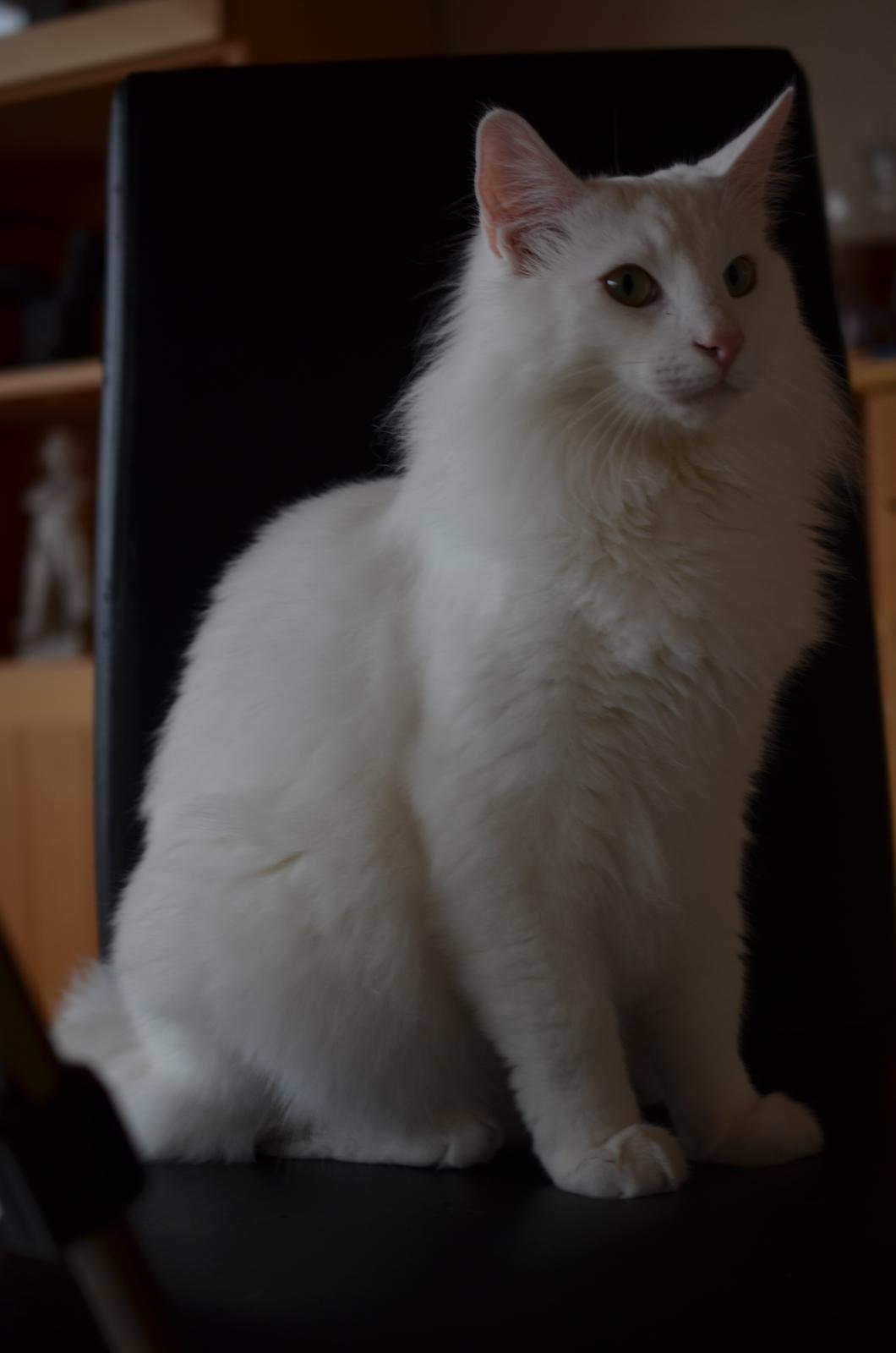 Norsk Skovkat Prinsen billede 7