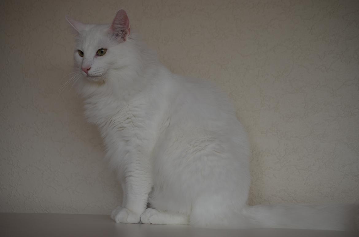 Norsk Skovkat Prinsen billede 8