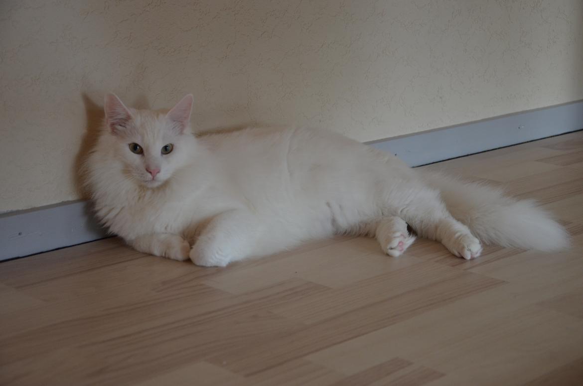 Norsk Skovkat Prinsen billede 9