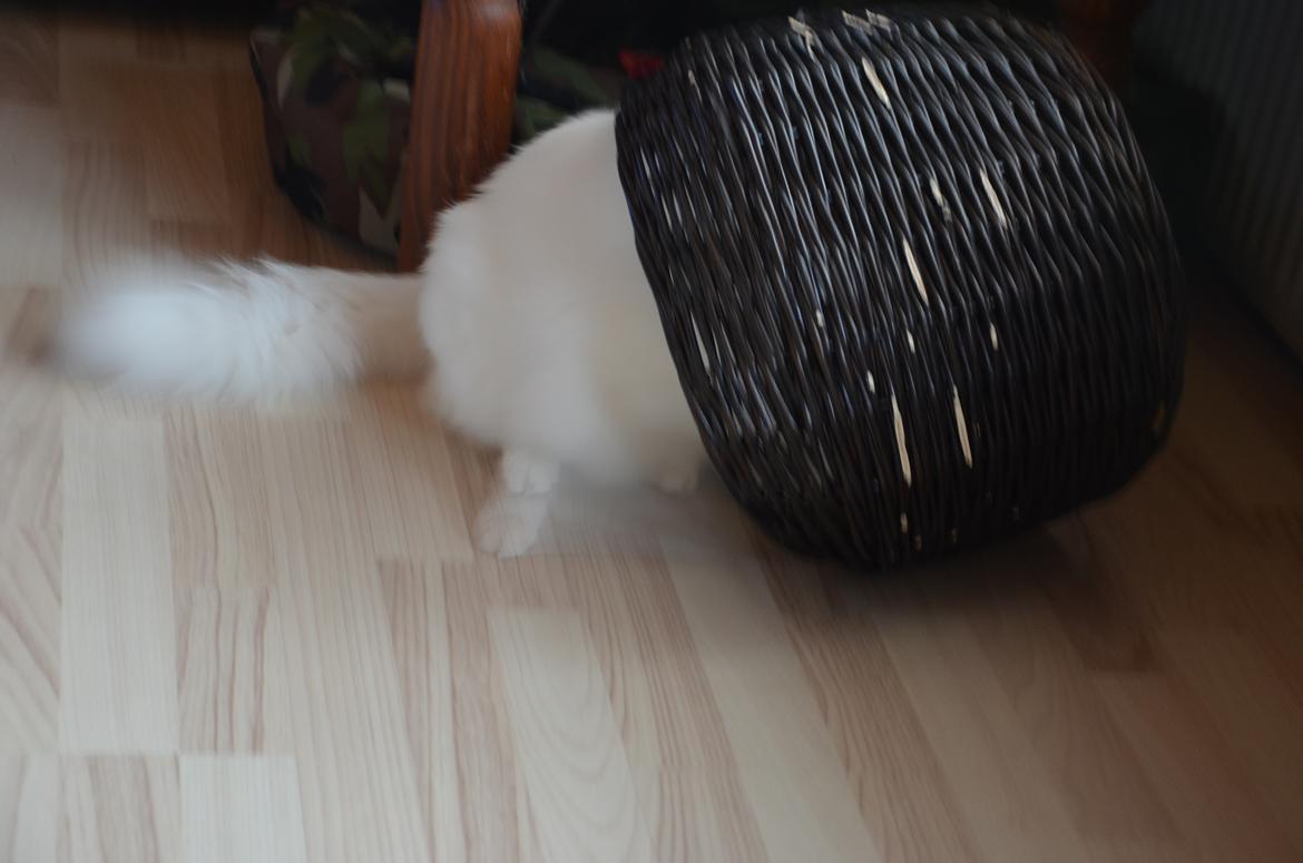 Norsk Skovkat Prinsen billede 10