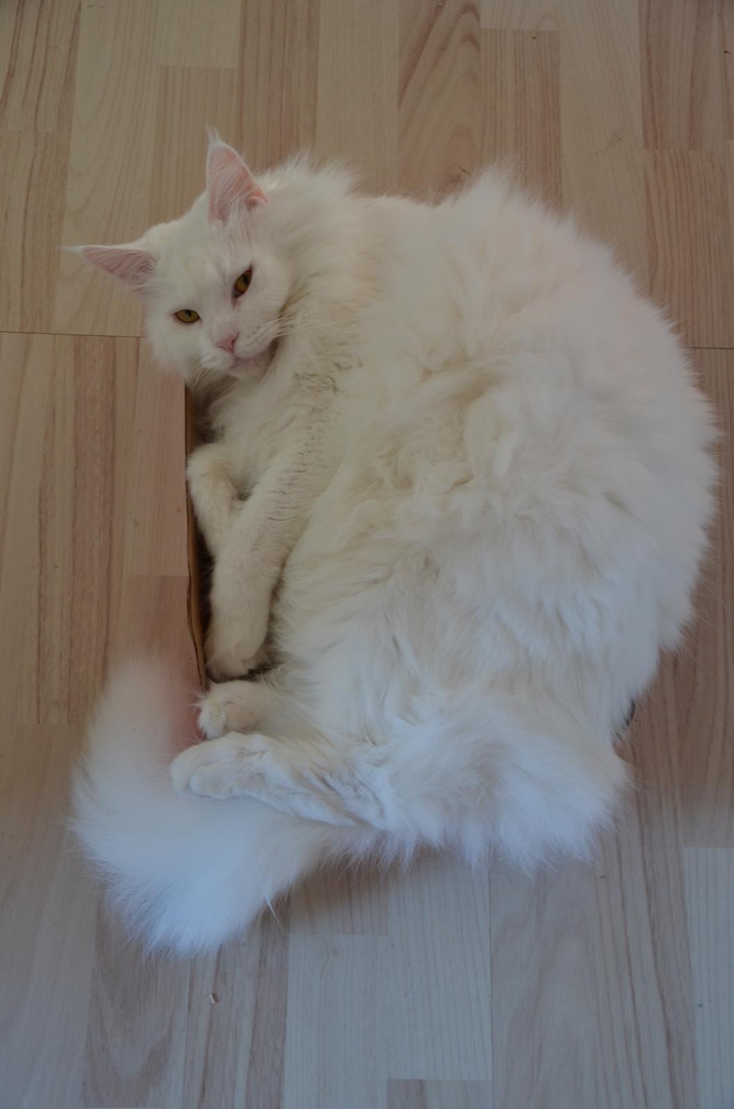 Blanding af racer Snebold billede 1