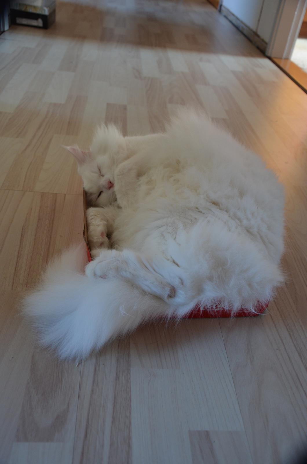 Blanding af racer Snebold billede 14