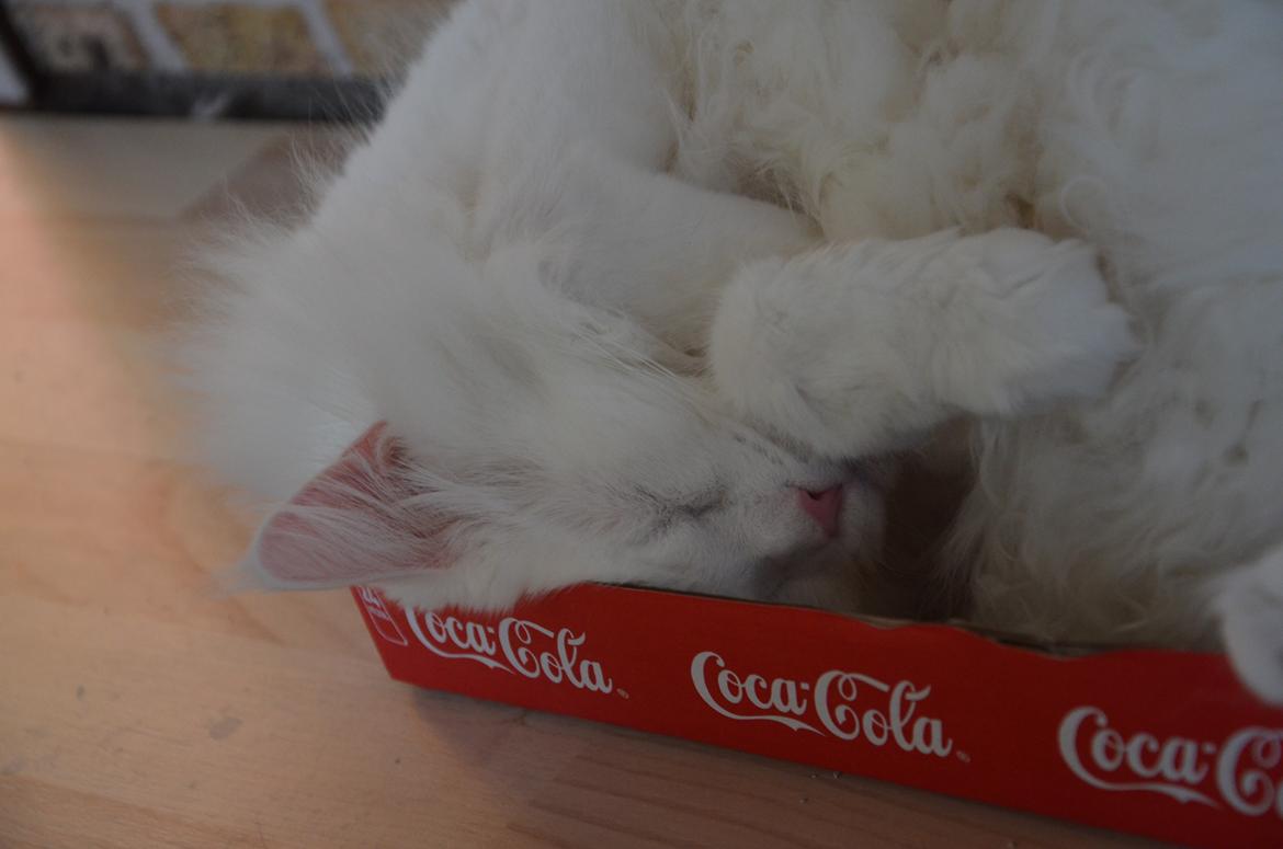 Blanding af racer Snebold billede 4