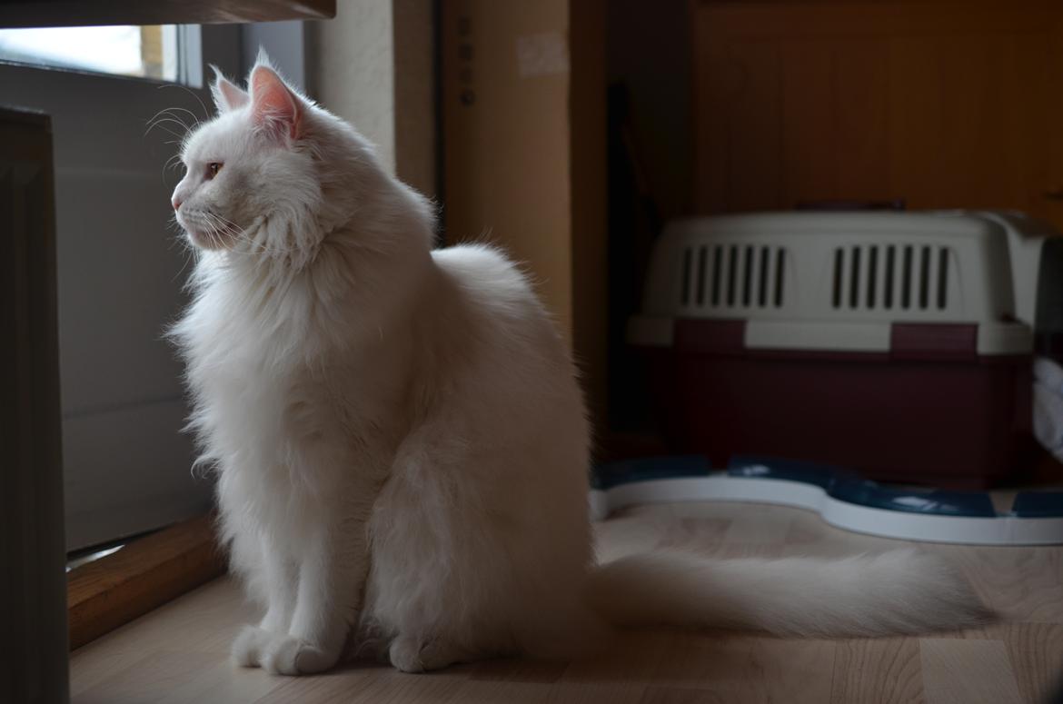 Blanding af racer Snebold billede 7