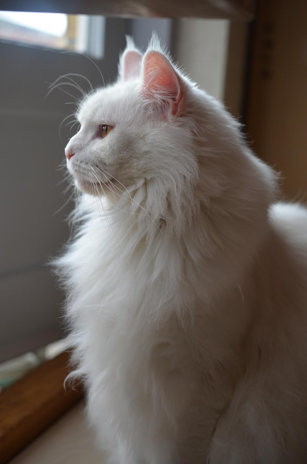 Blanding af racer Snebold billede 3