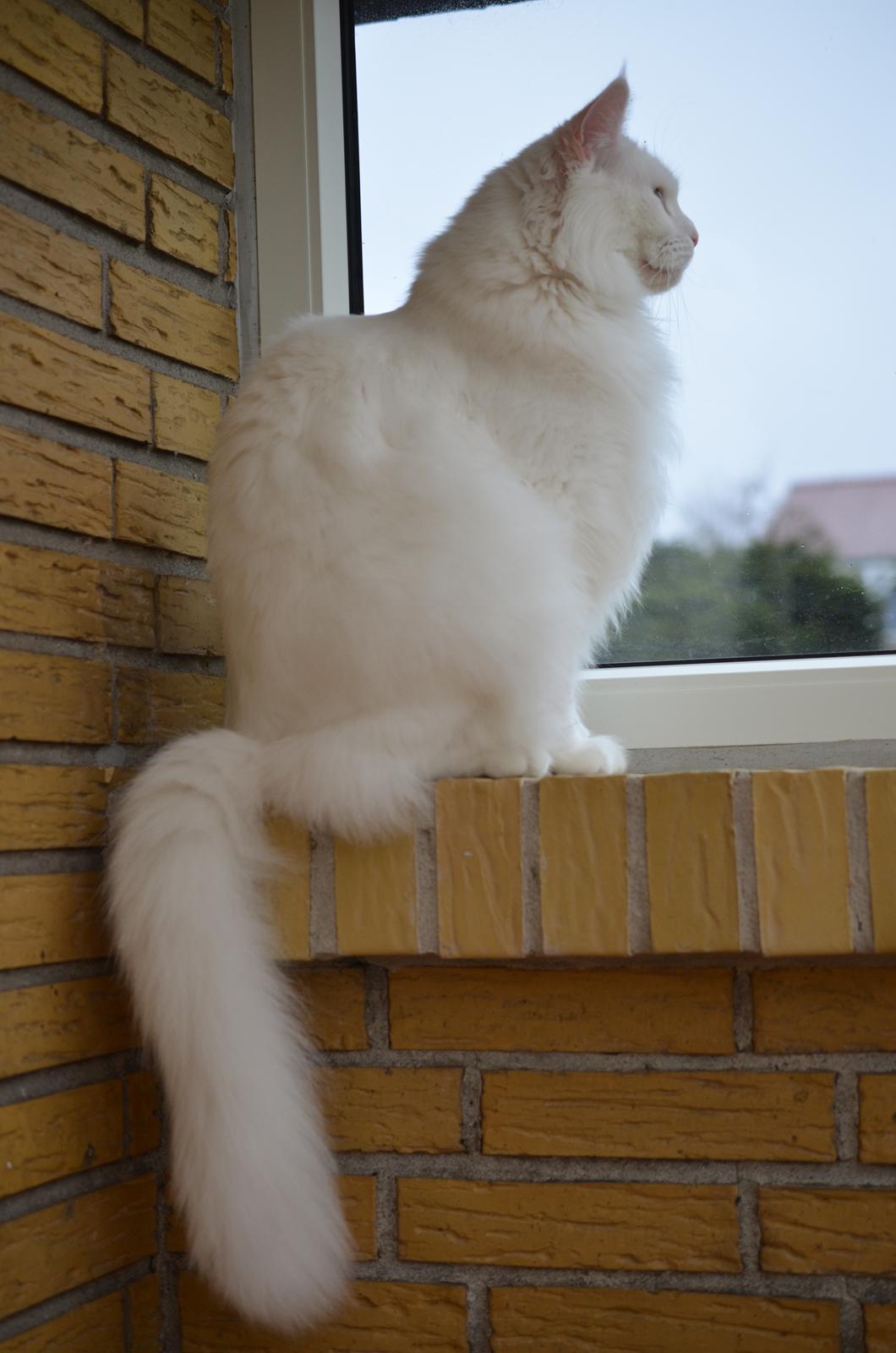 Blanding af racer Snebold billede 5