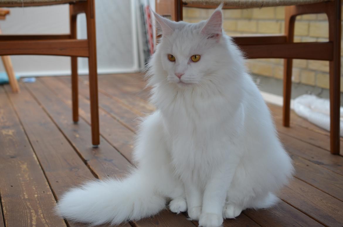 Blanding af racer Snebold billede 2