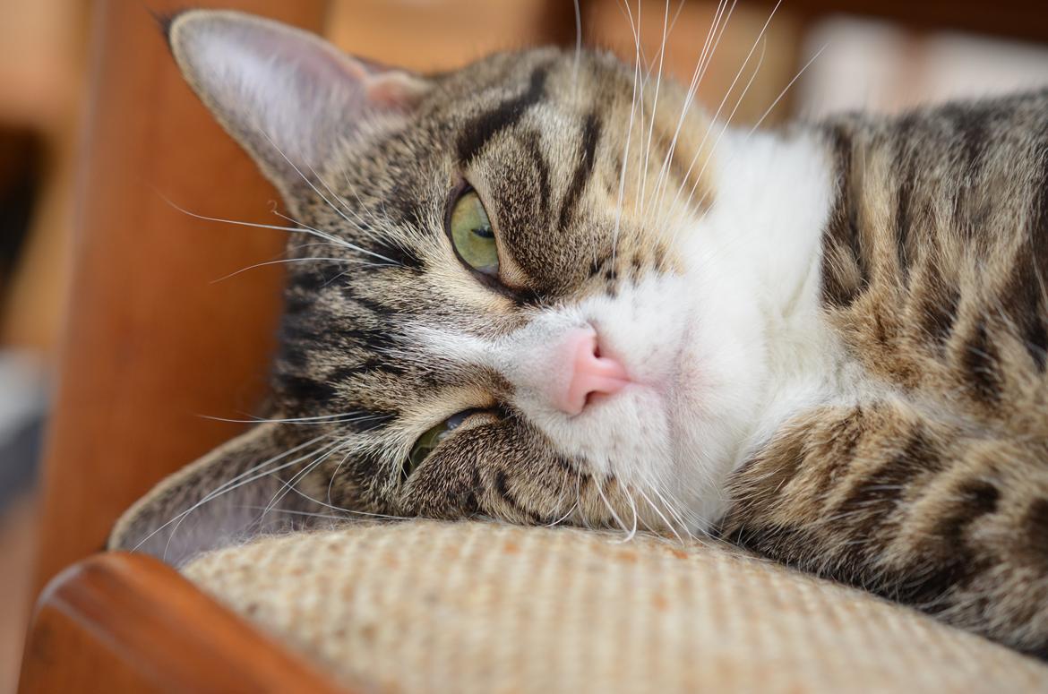 Huskat Keiko billede 1