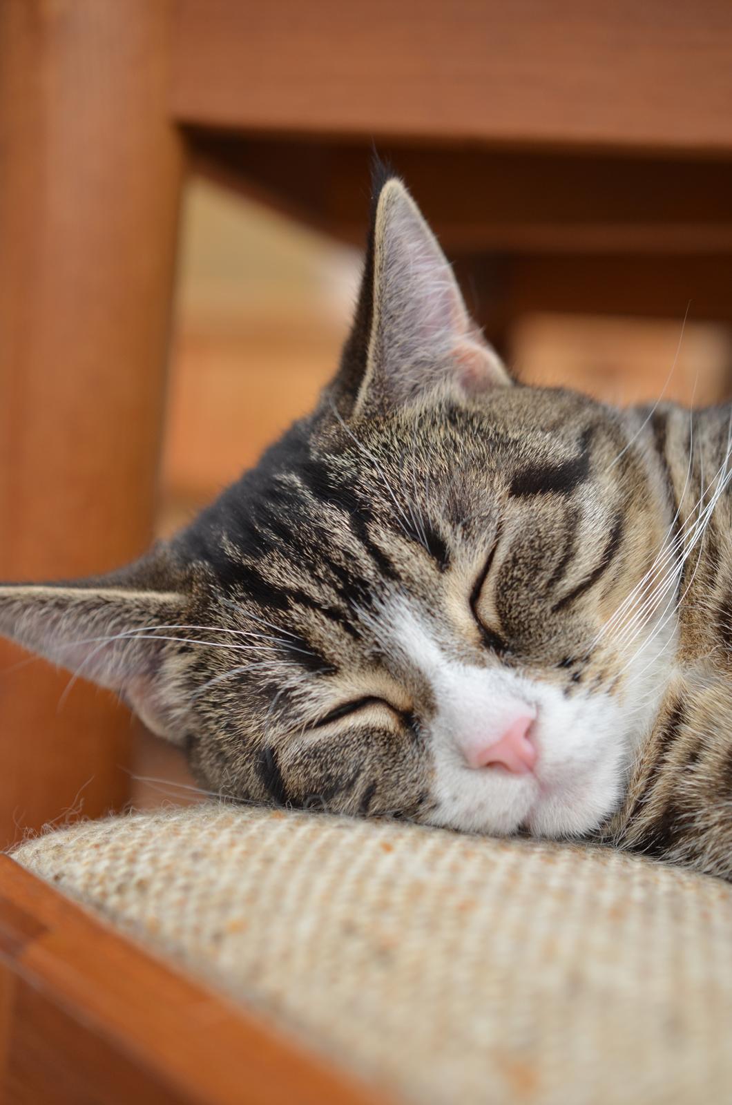 Huskat Keiko billede 2