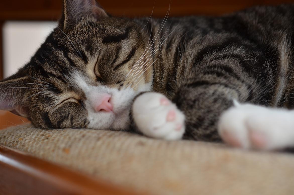 Huskat Keiko billede 3