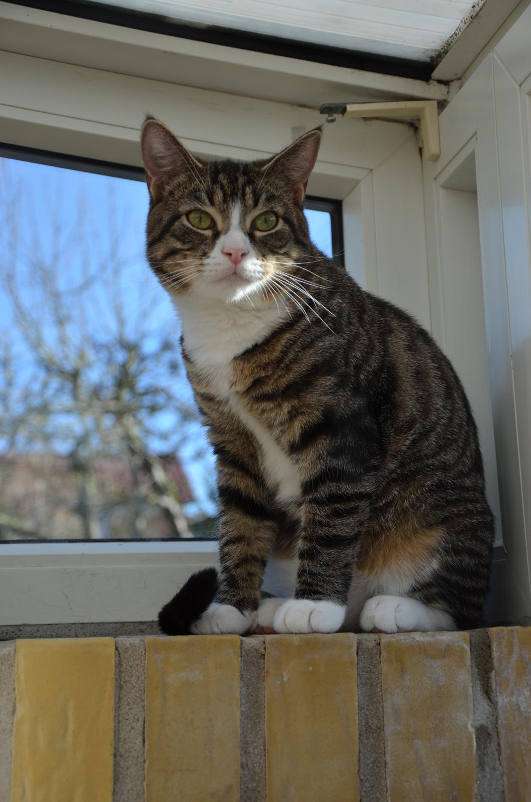 Huskat Keiko billede 4