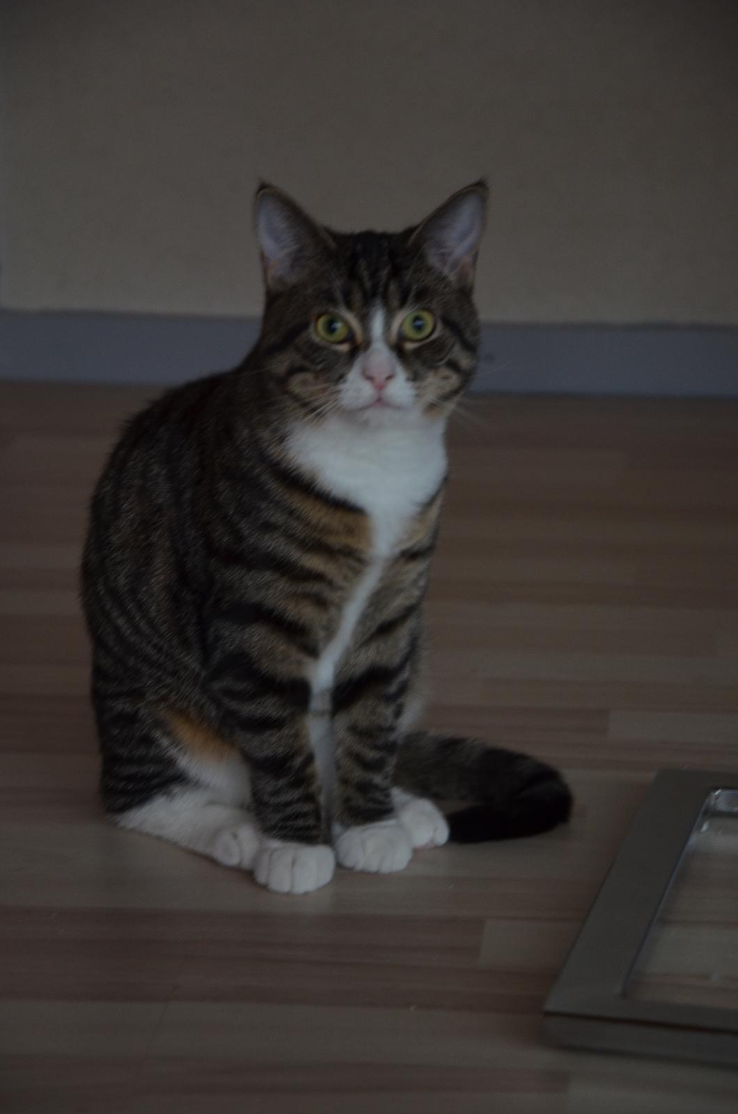 Huskat Keiko billede 5