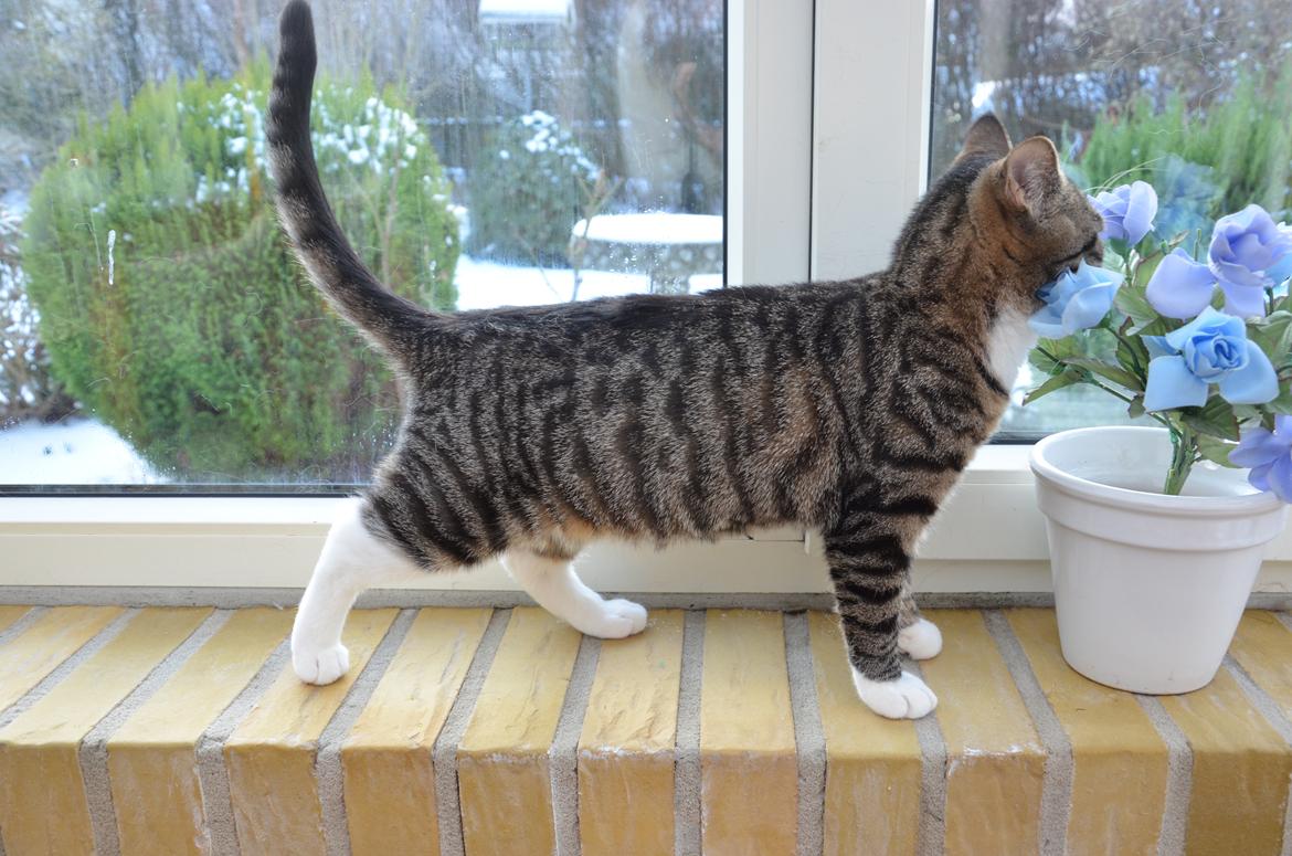 Huskat Keiko billede 6