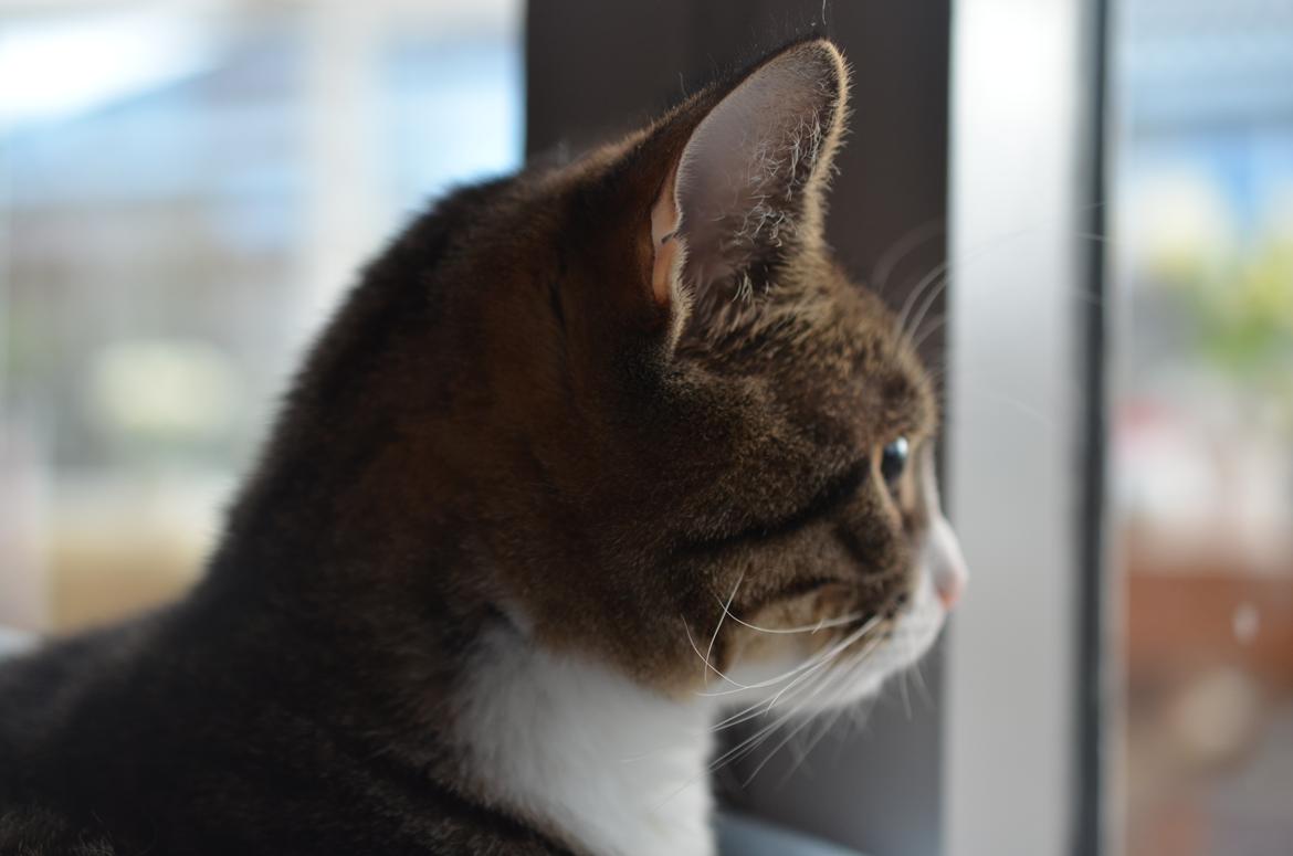 Huskat Keiko billede 7