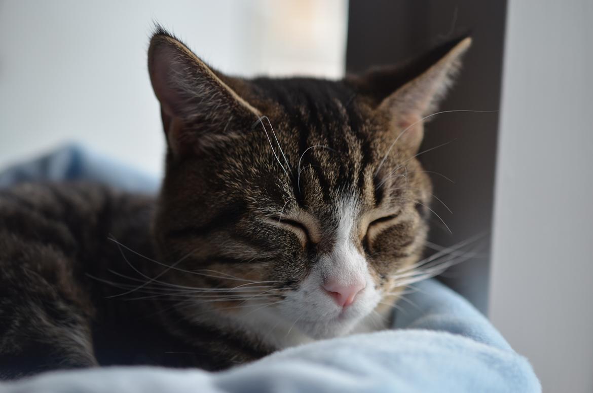 Huskat Keiko billede 8