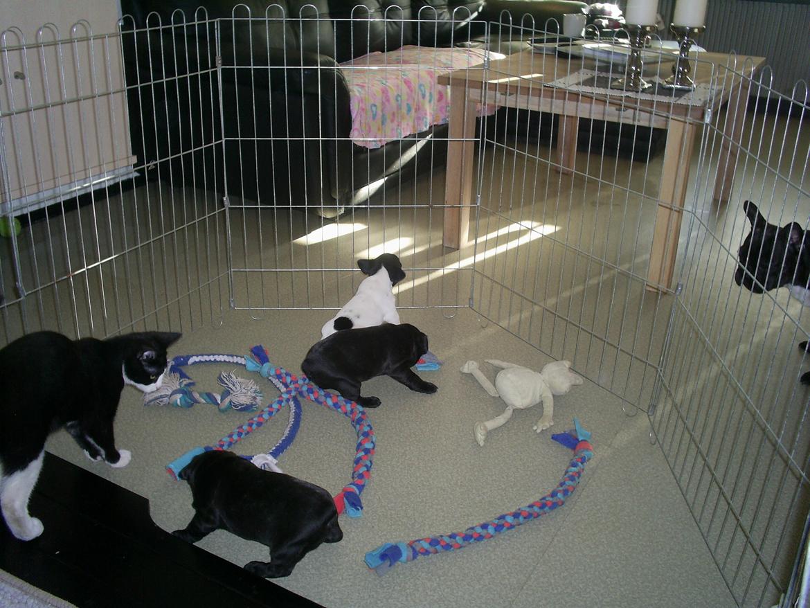 Maine Coon Bamse billede 8