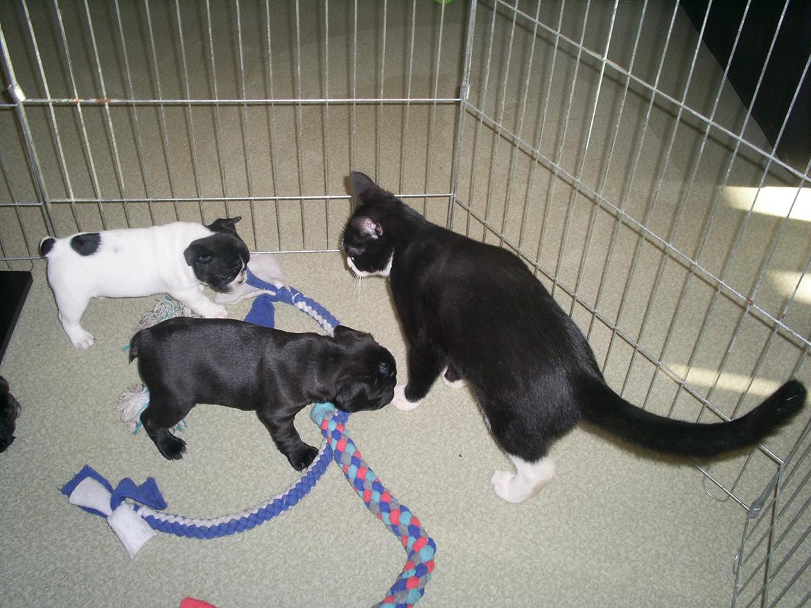 Maine Coon Bamse billede 9