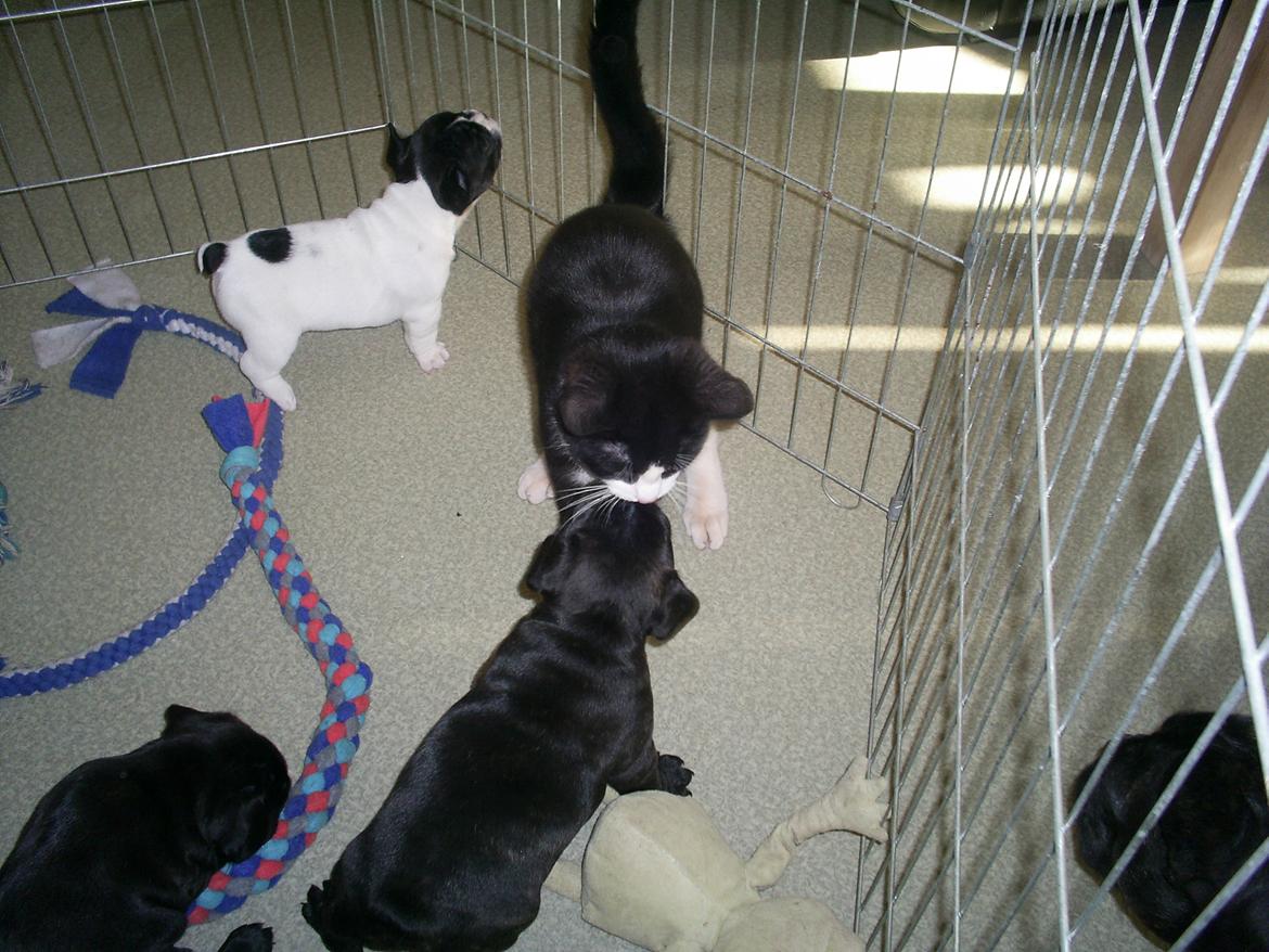 Maine Coon Bamse billede 10