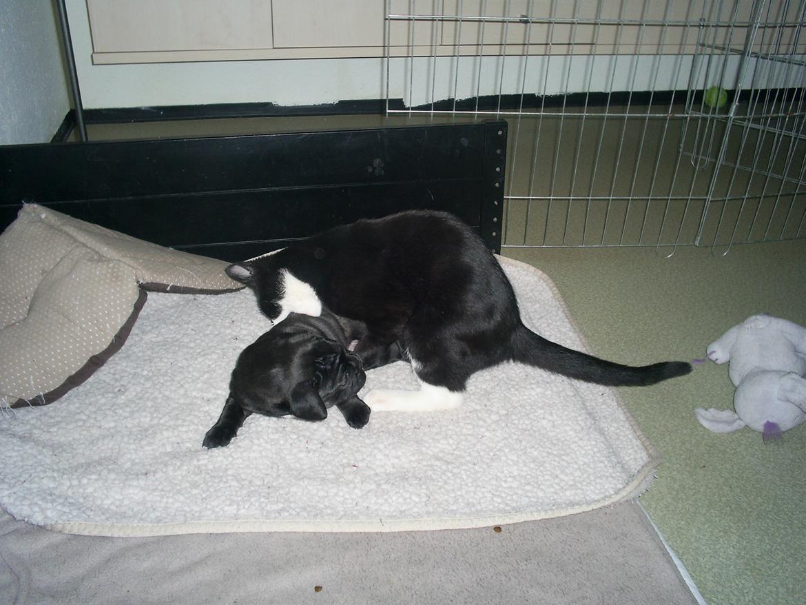 Maine Coon Bamse billede 11