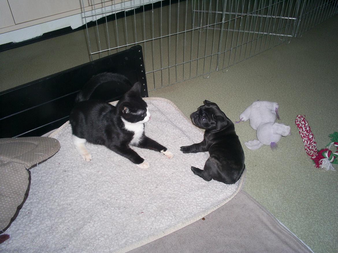 Maine Coon Bamse billede 12