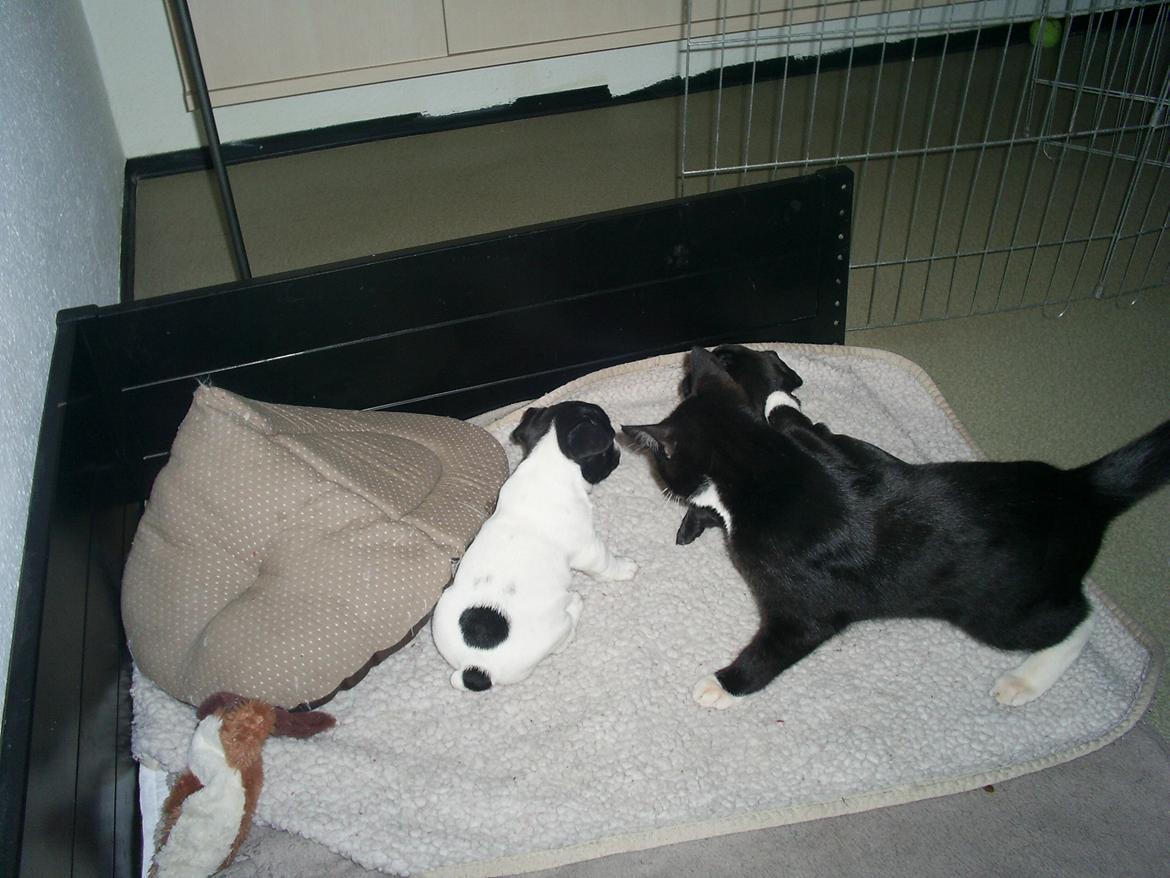 Maine Coon Bamse billede 13