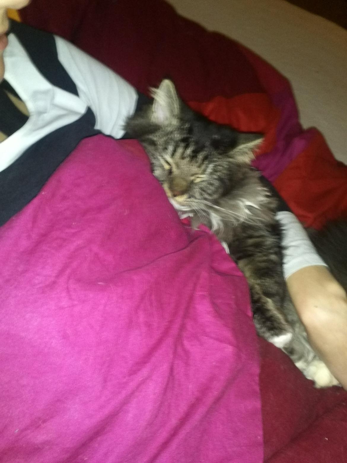 Blanding af racer Leonora billede 6