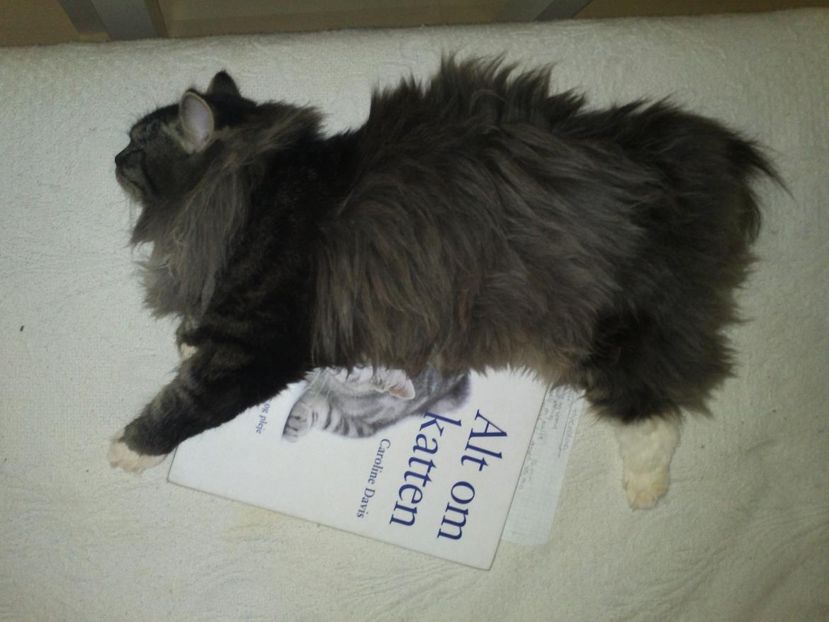 Blanding af racer Leonora billede 7