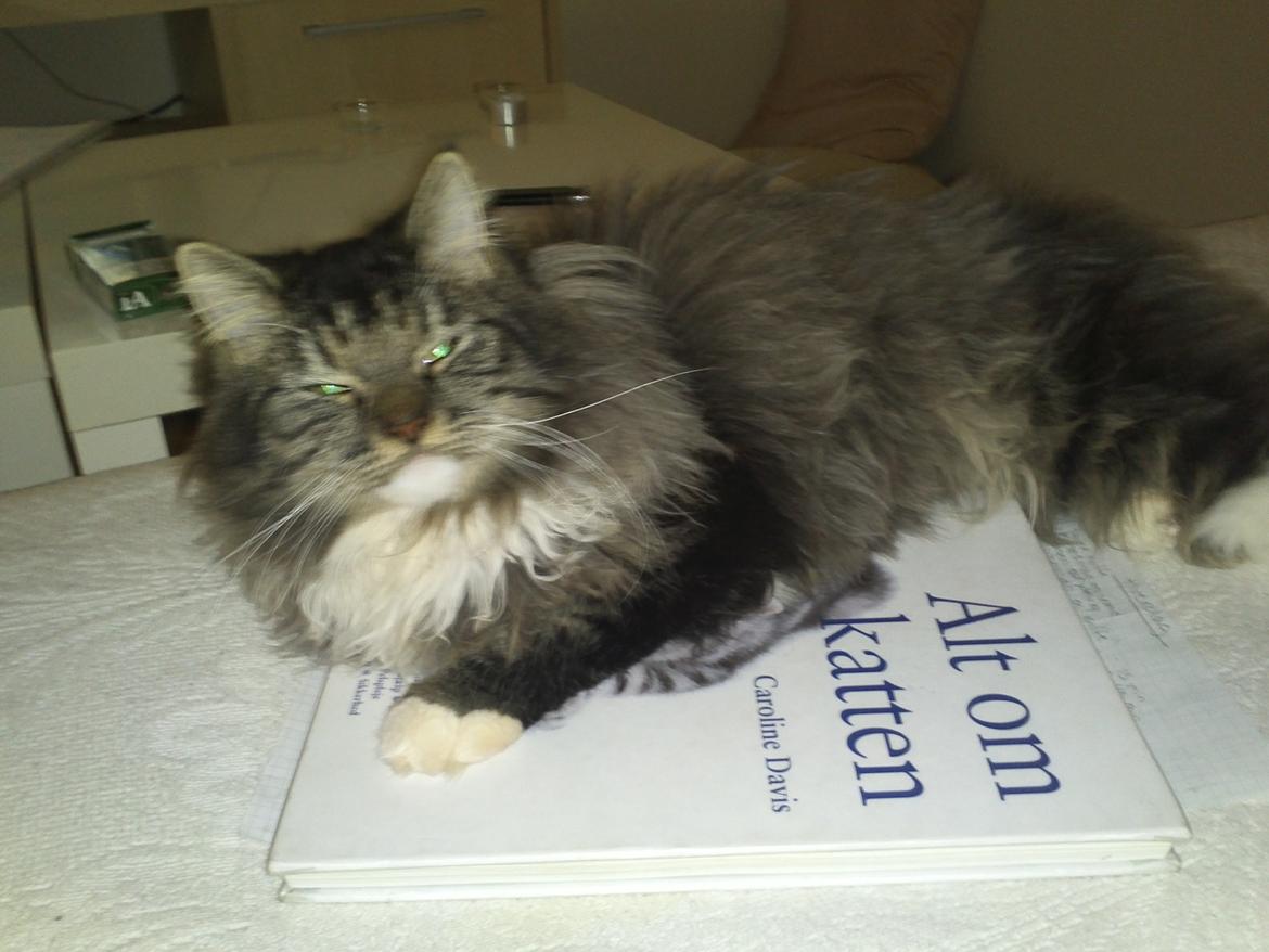 Blanding af racer Leonora billede 8