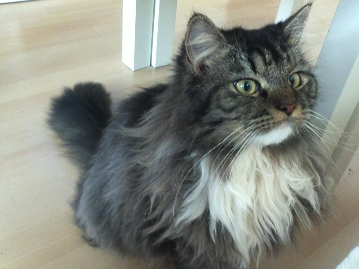 Blanding af racer Leonora billede 9