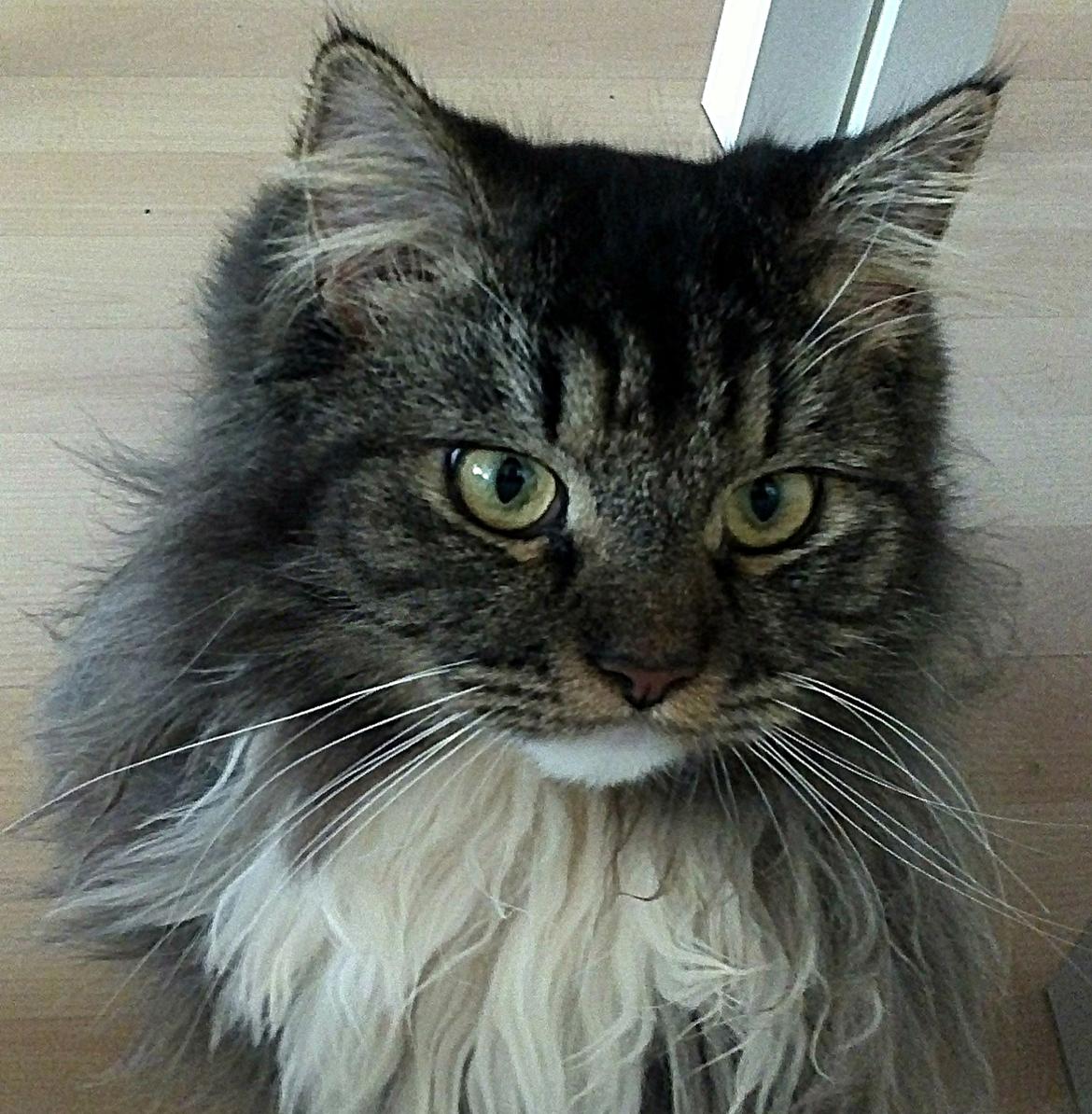 Blanding af racer Leonora billede 10