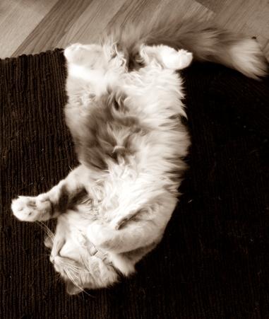 Blanding af racer Aya billede 17