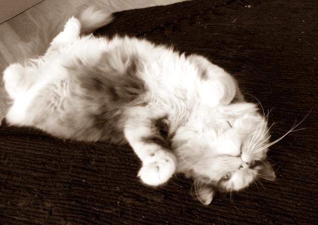 Blanding af racer Aya billede 18