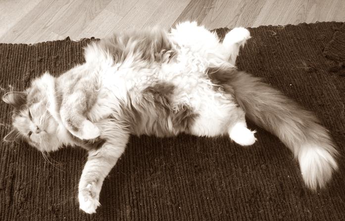 Blanding af racer Aya billede 19