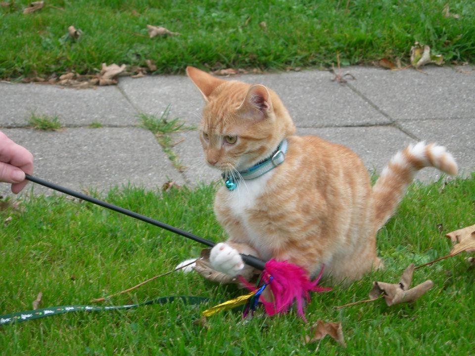 Huskat Møffe billede 2