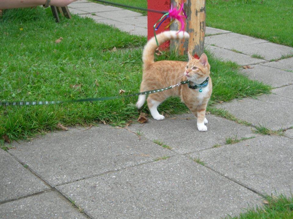 Huskat Møffe billede 3