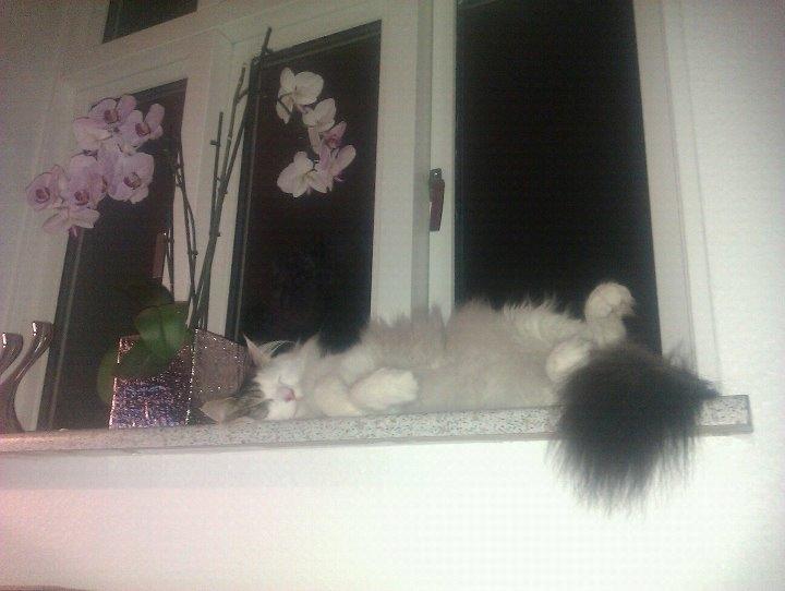 Norsk Skovkat KlanElliott´s Café Romano - Mano tager en morfar ;-) billede 11