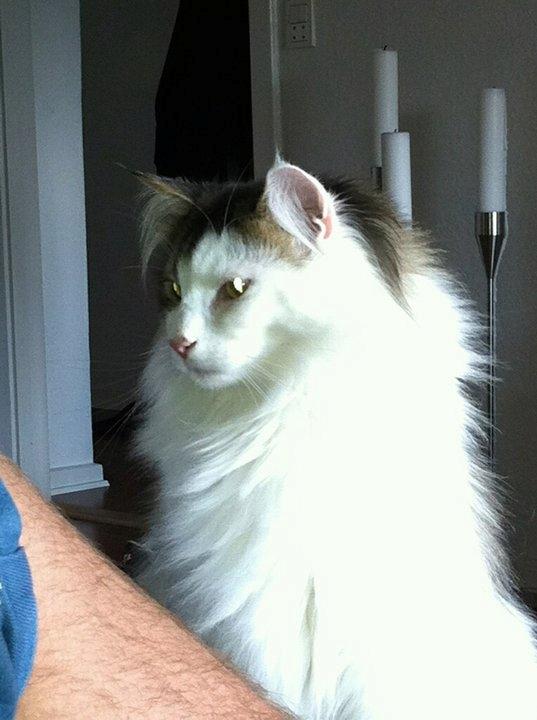 Norsk Skovkat KlanElliott´s Café Romano billede 1