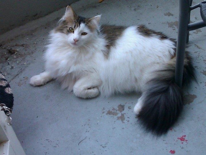 Norsk Skovkat KlanElliott´s Café Romano billede 12