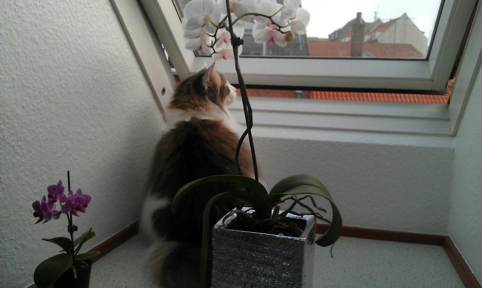 Norsk Skovkat KlanElliott´s Café Romano billede 4