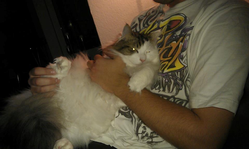 Norsk Skovkat KlanElliott´s Café Romano - Han er en kæmpe kælepot.. billede 13