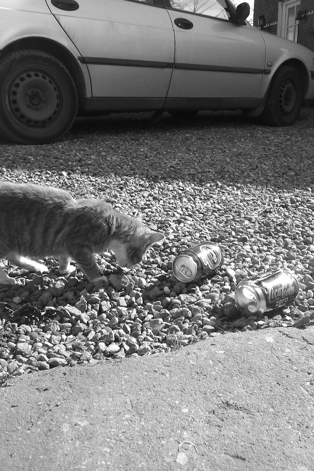 Blanding af racer Lille mis<3 - Lille mis smager på ØL.! :-D billede 1