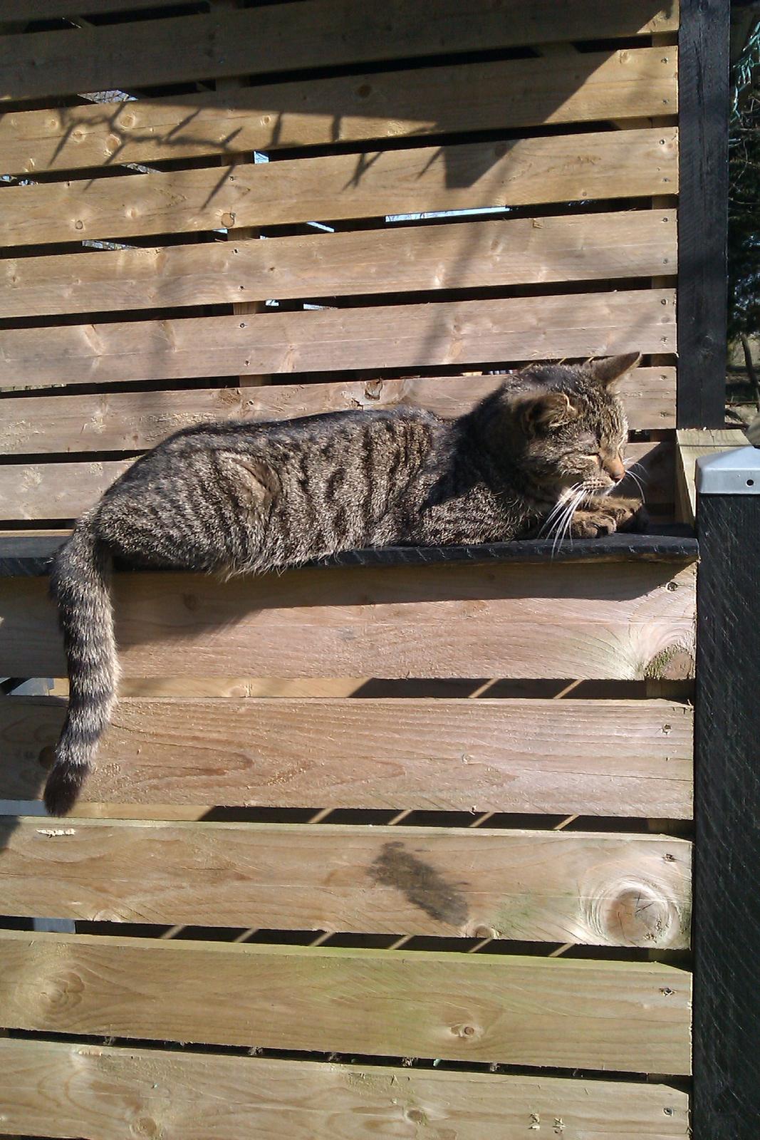 Blanding af racer Pivpiv <3 billede 2