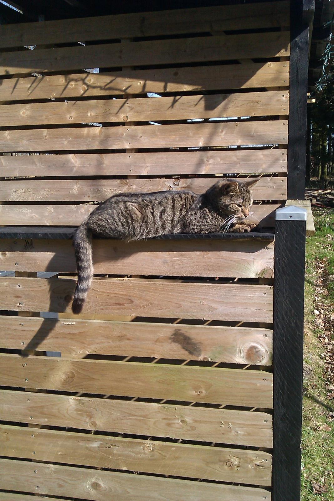 Blanding af racer Pivpiv <3 billede 3