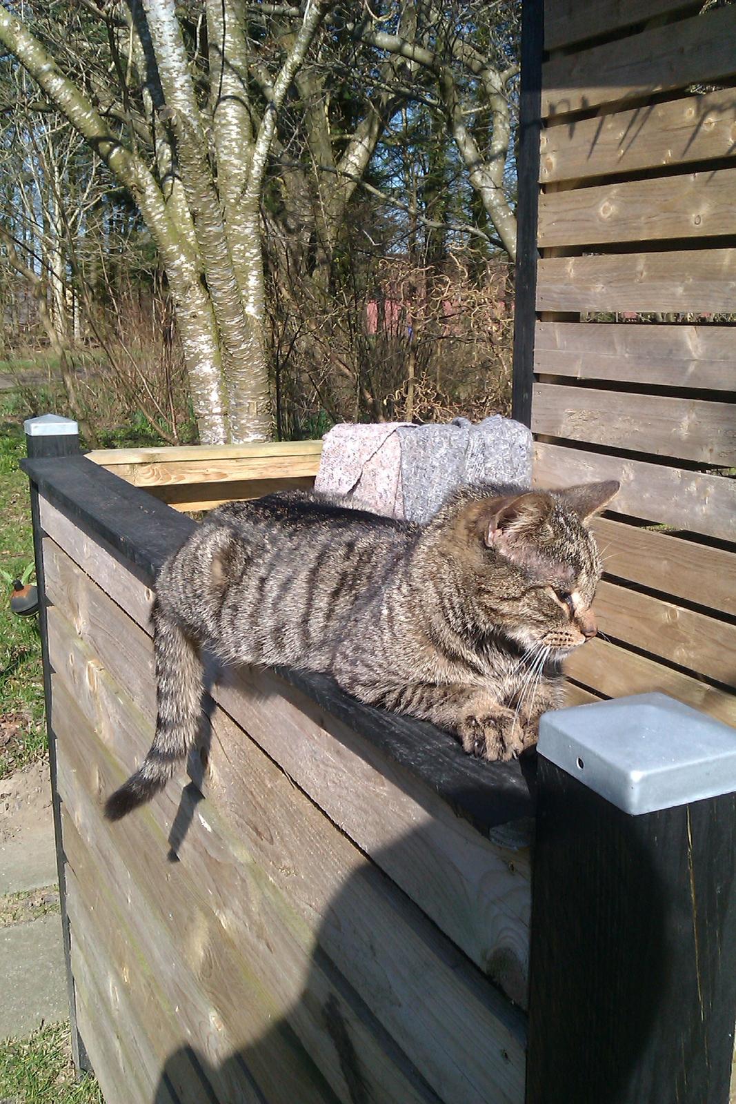 Blanding af racer Pivpiv <3 - TOTAL hygge i det dejlige vejer!:-) billede 1