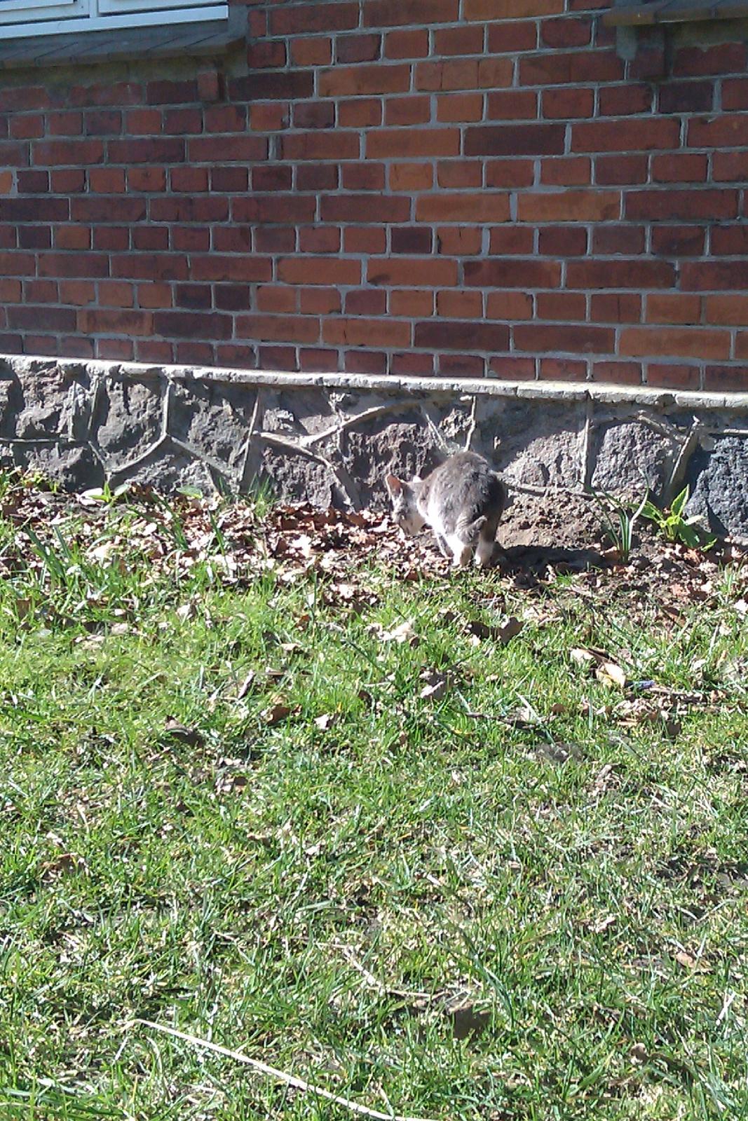 Blanding af racer Basse<3 R.I.P d.8-4 2012 billede 4