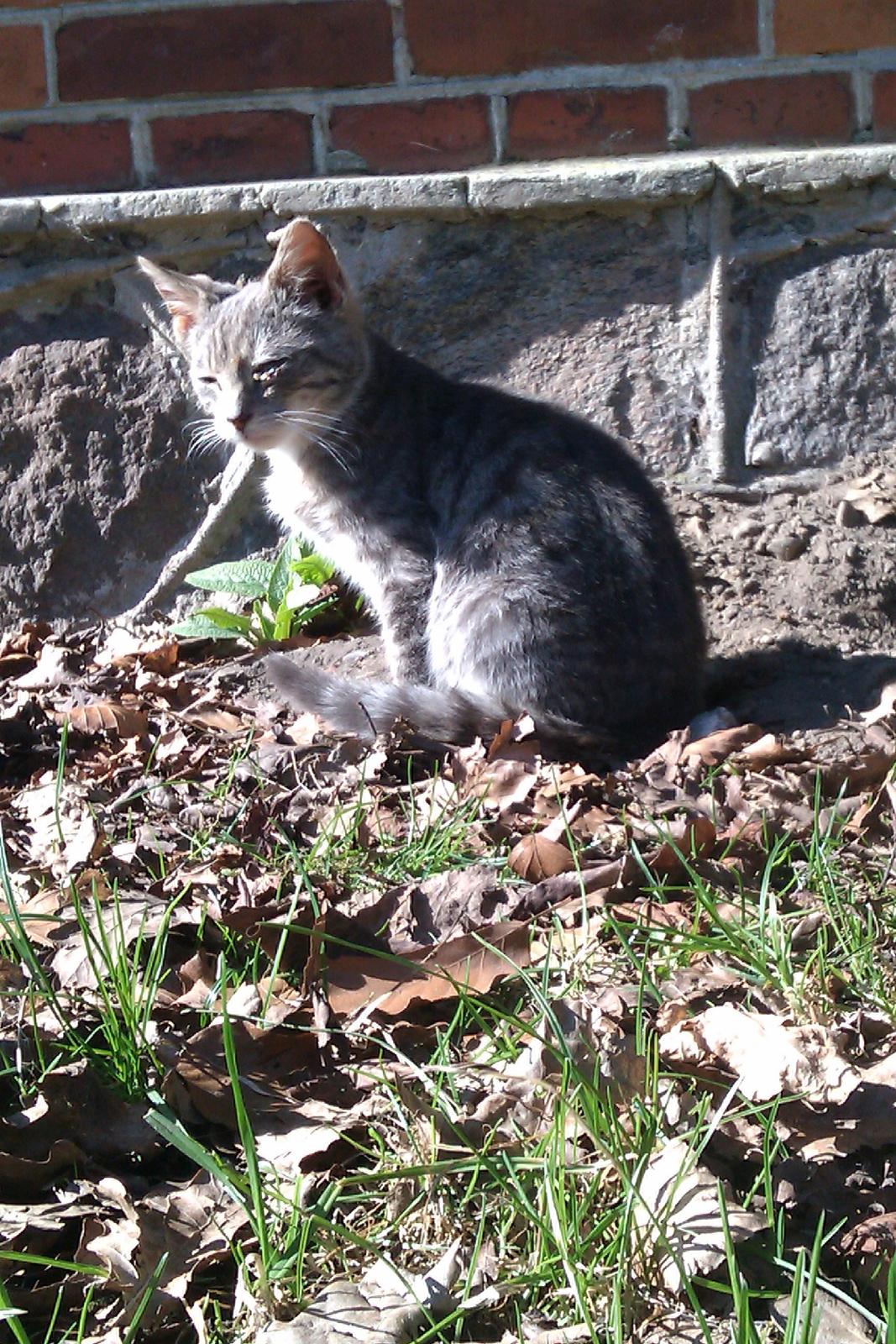 Blanding af racer Basse<3 R.I.P d.8-4 2012 billede 3