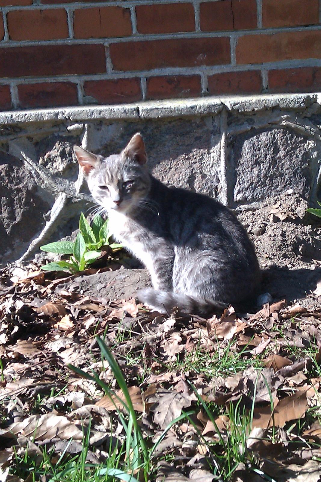 Blanding af racer Basse<3 R.I.P d.8-4 2012 billede 2